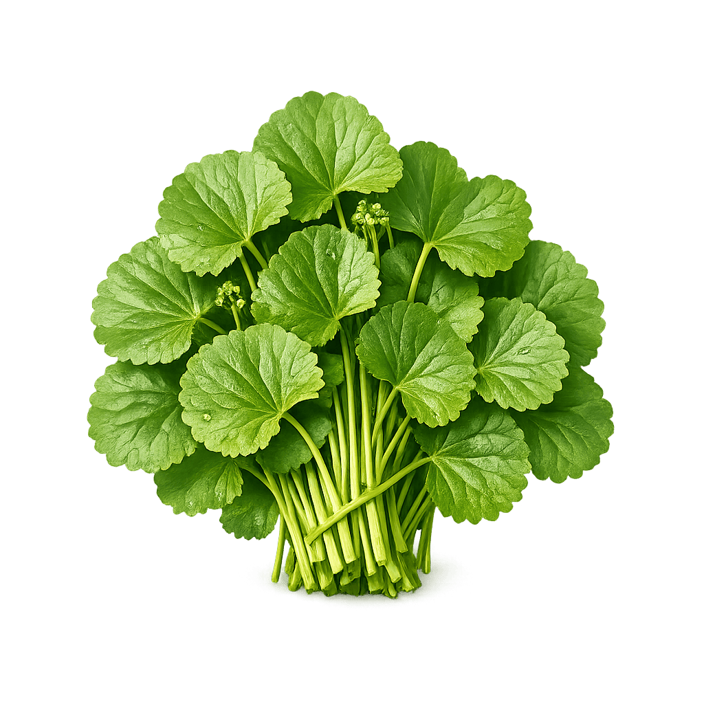 Centella Asiatica